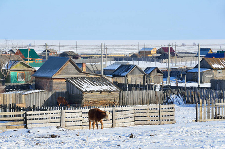 俄罗斯, 贝加尔湖, 奶牛在 Bolshoe Goloustnoe 村的篱笆上过冬