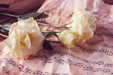 美丽的白色玫瑰上的音符图片