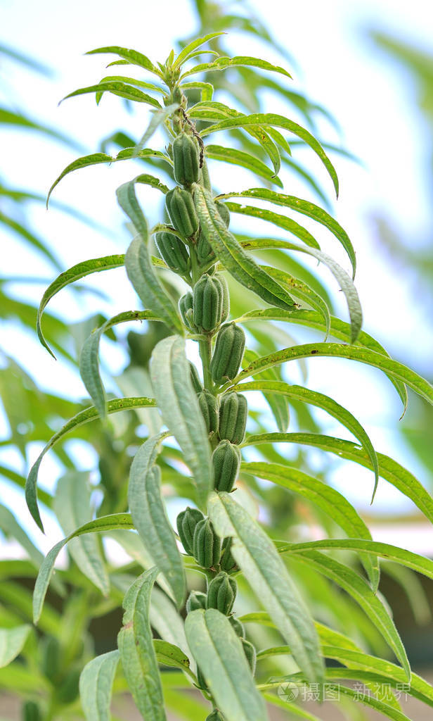 芝麻在田间生长