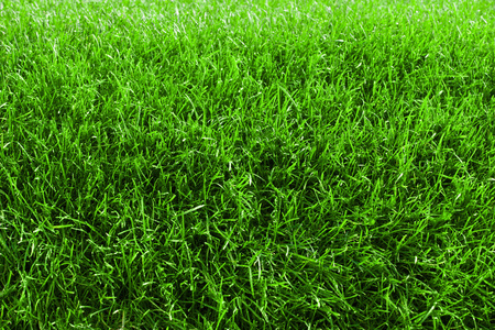 新鲜草坪图片