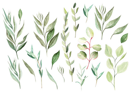 手绘桉树元素照片