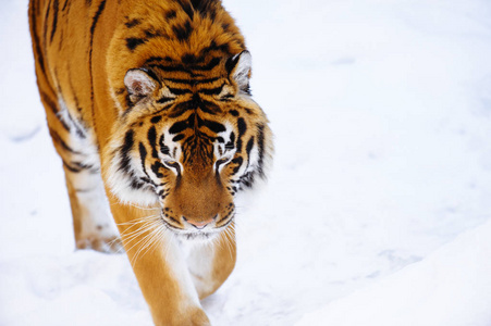 西伯利亚虎在雪上