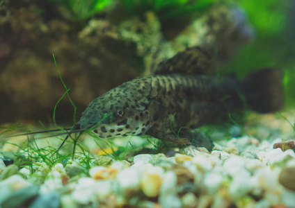 淡水鲶鱼在家庭水族馆。Corydoras paleatus