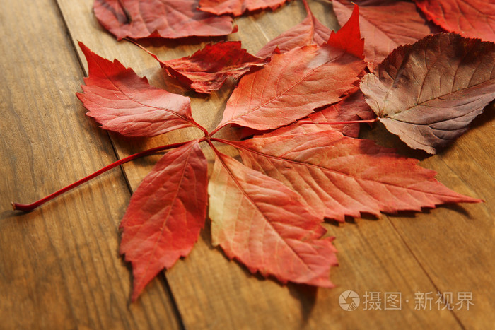 秋天的红叶木桌上特写照片 正版商用图片0o2oo7 摄图新视界 秋天的红叶木桌上特写照片 正版商用图片0o2oo7 摄图新视界
