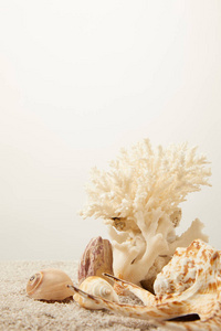 灰色背景下沙滩上排列的珊瑚和贝壳的特写视图