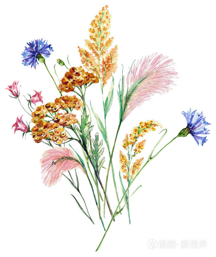 水彩草和花草甸花卉插图