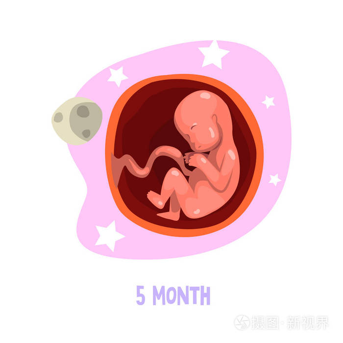 婴儿子宫发育第五月.胎儿发育.教育书籍,小册子或图表海报的矢量元素