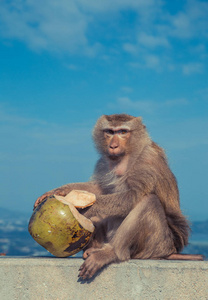 可爱的猴子吃椰子