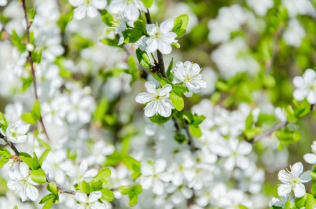 绽放白色小花, 春天, 自然背景