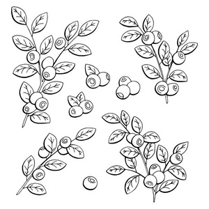 黑色蓝莓图片-黑色蓝莓素材-黑色蓝莓插画-摄图新视界