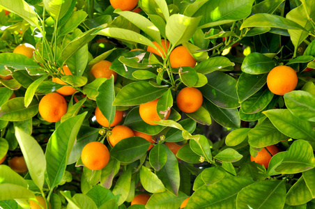 在树上关闭充满活力的橙柑桔果实。选择性对焦, 用于背景使用