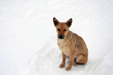 无家可归的流浪狗。白雪背景下一只悲伤的橙色狗的肖像