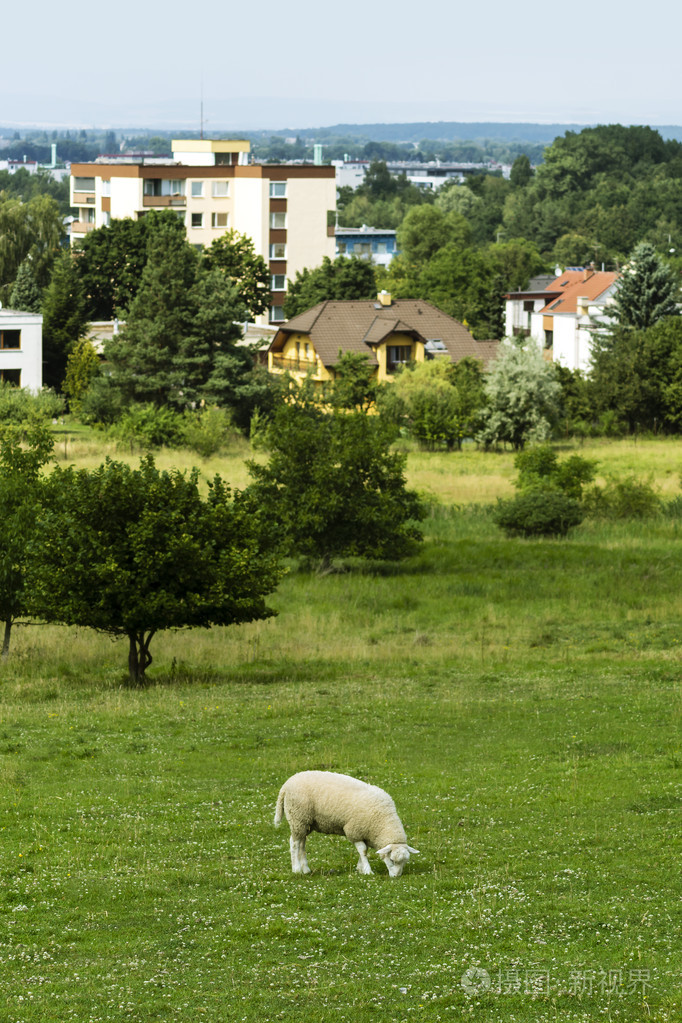 小羊镇附近的草地上