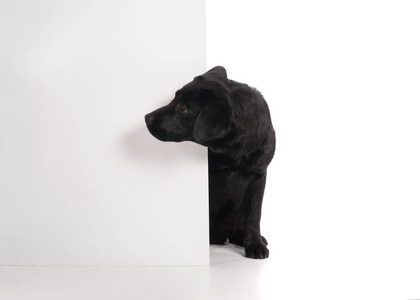 孤立在白色背景上的黑色拉布拉多金毛猎犬