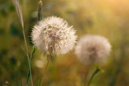 蓬松的蒲公英特写。花背景