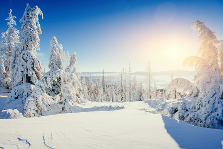 神奇的冬天大雪覆盖树。喀尔巴阡，乌克兰，欧洲