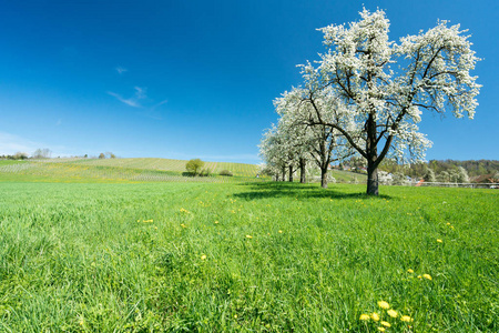 盛开的果树和果园在一个绿色的领域与黄色的蒲公英和一个小葡萄园的背景