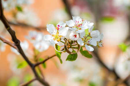 结婚戒指特写与樱桃花