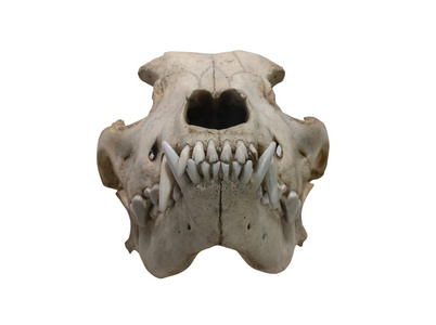 狗的头骨结构图片
