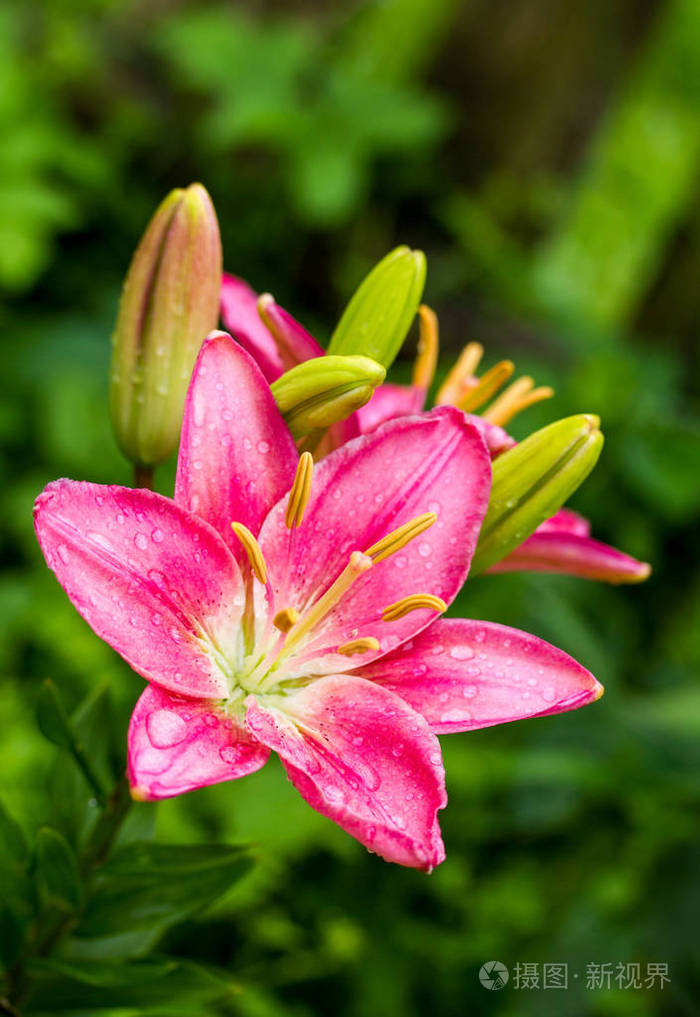 水滴的粉色百合