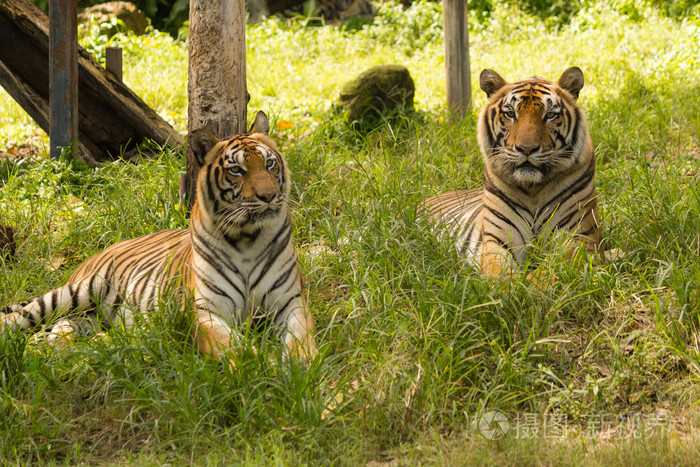 老虎动物园树饥饿眼运行猎人