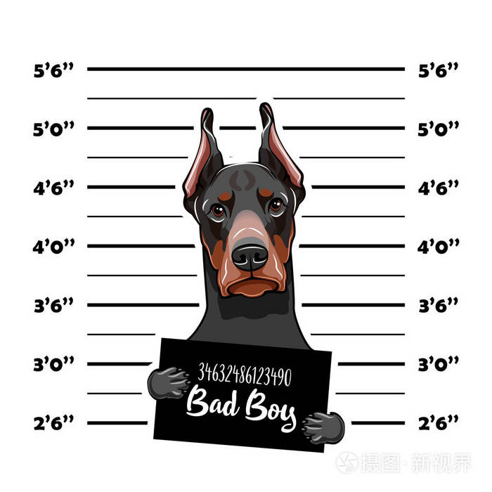 可爱的斗牛犬孤立的图标孤立在白色背景上的狗只杜宾犬图标彩色狗图标