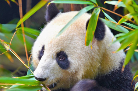 熊猫熊吃了一棵树枝, 中国野生动物。四川省碧峰峡自然保护区
