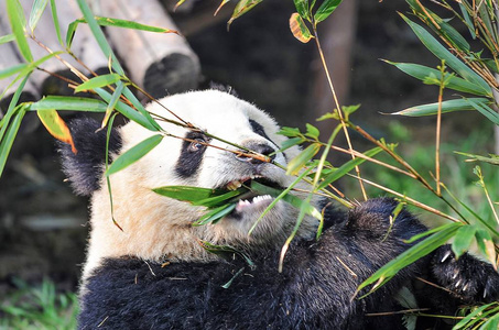 中国野生动物图片 中国野生动物素材 中国野生动物插画 摄图新视界