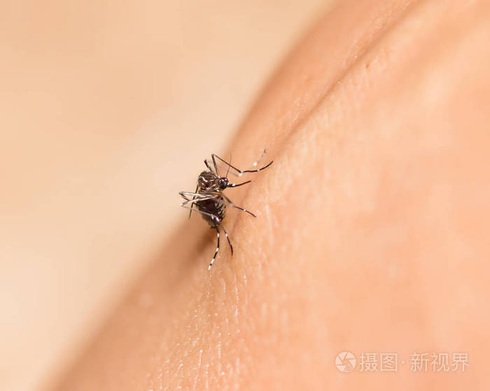 黑淡色蚊子吸血在人体皮肤上的研究