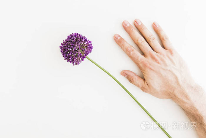 白色背景的紫色葱属与人手隔绝