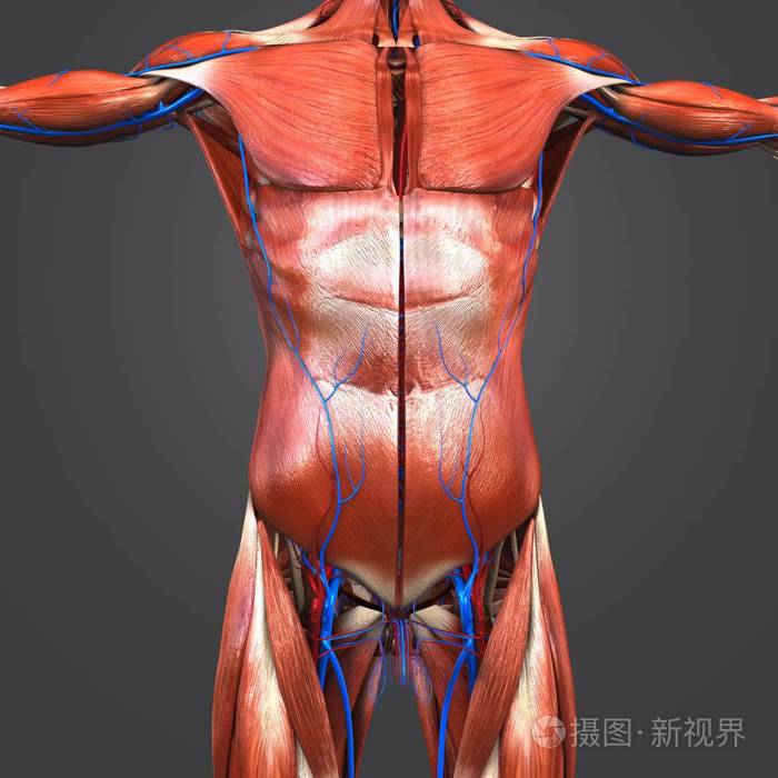 人体上部解剖肌肉与循环系统的多彩医学例证照片-正版商用图片0o3i2f-