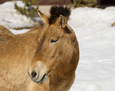 Przewalski 的马。Przewalski 的马是一种生活在中亚的野马类型。