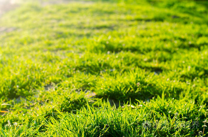在阳光明媚的日子里青草选择性对焦质地的草设计背景
