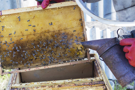 在养蜂场选择性焦点，蜂窝蜜蜂特写复制空间