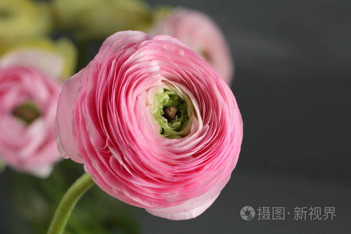 多色粉色毛茛灰色的背景上玻璃花瓶里的花毛茛