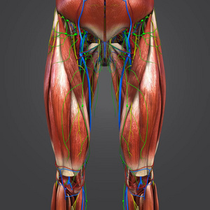 人体臀部和大腿肌肉与循环系统神经和淋巴结的彩色医学例证