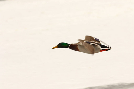 雄性野鸭冰冻的河上飞过