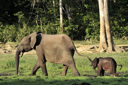 非洲森林大象LoxodontaCyctis