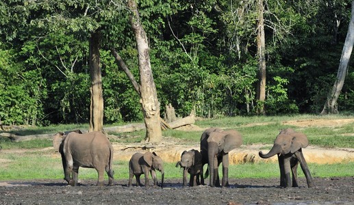 非洲森林大象LoxodontaCyctis