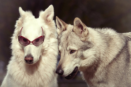 春天公园肖像上的一对灰色 wolfdog 和瑞士白谢菲尔德女性戴墨镜