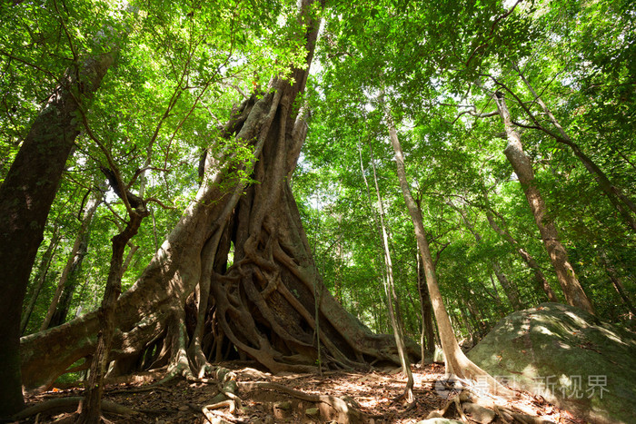 在斯里兰卡的热带森林巨树