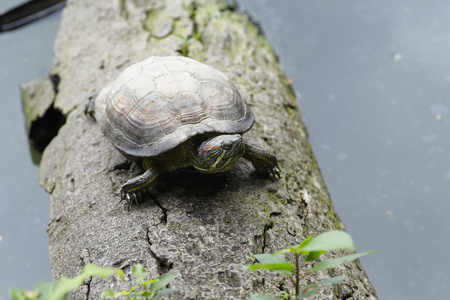 小池塘附近的白桦树龟生活在一个小池塘附近照片