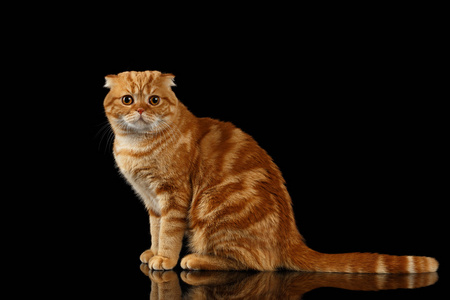 姜苏格兰折猫坐着，看在相机上黑色孤立