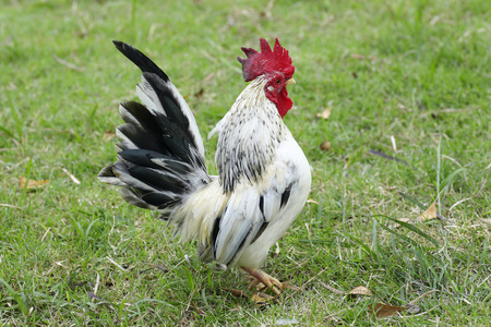 矮脚鸡模式的节奏走在地板上照片