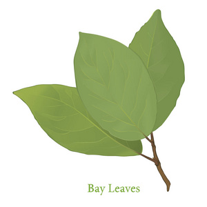 湾月桂树叶子图片
