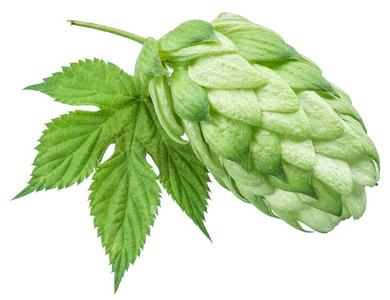 啤酒花蛇麻腺.白色背景上孤立照片