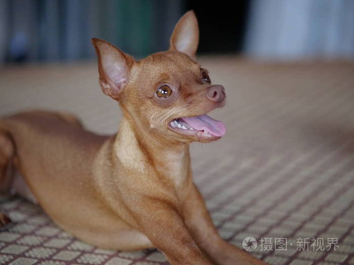 可爱的生姜迷你短毛猎犬奠定了他的舌头出来照片 正版商用图片0o40n1 摄图新视界
