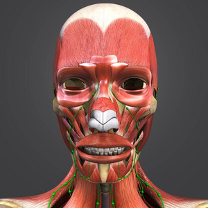 淋巴结人面部肌肉和骨骼的彩色医学插图