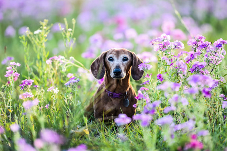 在阳光明媚的日子里, 一只腊肠狗坐在一小片紫色的花朵上