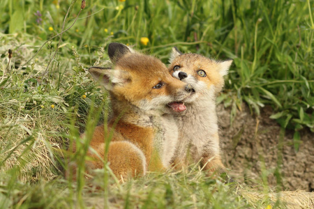 两只狐狸幼崽窝附近玩耍